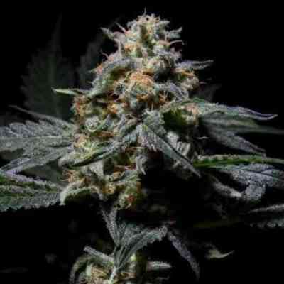 R-Kiem graines > R-Kiem Seeds | Graines Normal  |  Indica