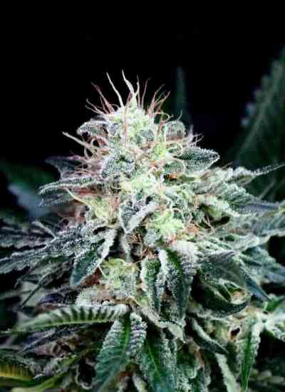 Radical Auto > Absolute Cannabis Seeds | Autoflowering Cannabis   |  Hybrid