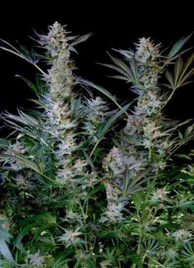 Radical Auto > Absolute Cannabis Seeds | Autoflowering Cannabis   |  Hybrid