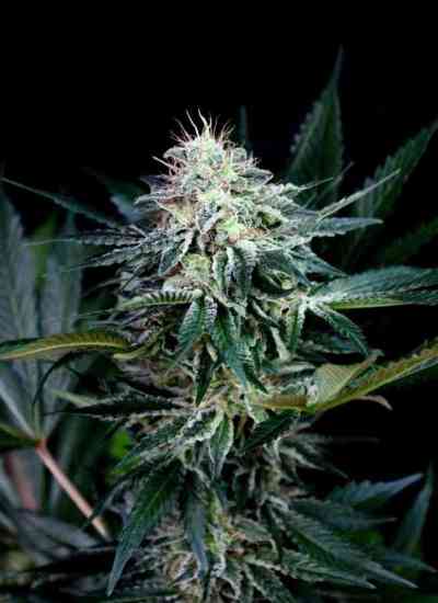 Radical Auto > Absolute Cannabis Seeds | Graines Autofloraison  |  Hybride