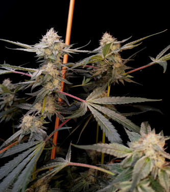 Auto Radical Juice > Ripper Seeds | Graines Autofloraison  |  Indica