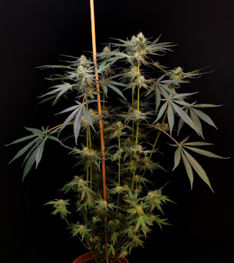 Auto Radical Juice > Ripper Seeds | Autoflowering Hanfsamen  |  Indica