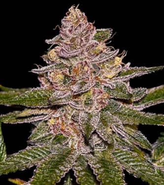 Radical Juice > Ripper Seeds | Feminisierte Hanfsamen  |  Indica