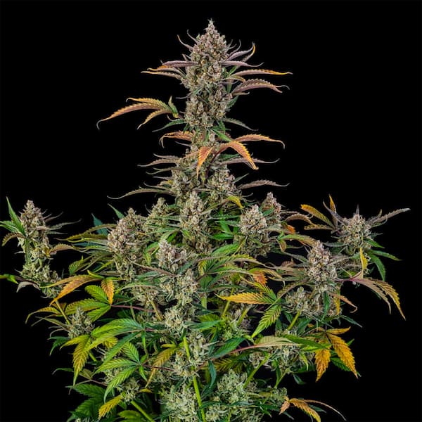 Rainbow Breath Auto semilla > Silent Seeds | Semillas de marihuana autoflorecientes  |  Índica