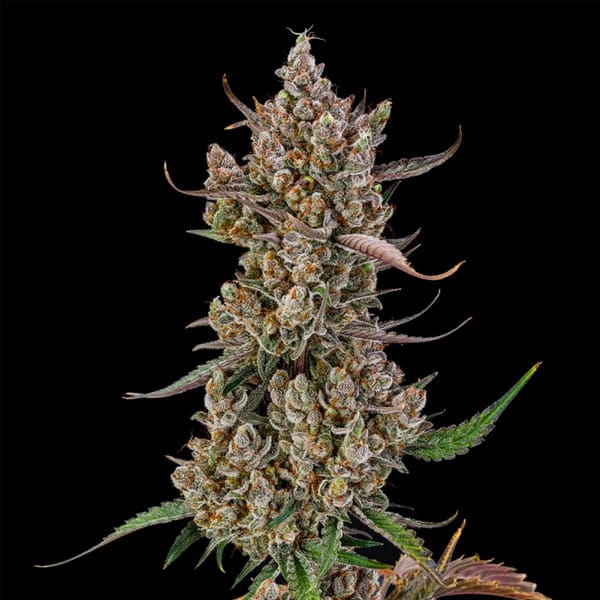 Rainbow Breath Auto semilla > Silent Seeds | Semillas de marihuana autoflorecientes  |  Índica
