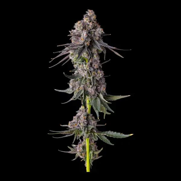 Rainbow Guavé Samen > Compound Genetics Seeds | Feminisierte Hanfsamen  |  Hybrid
