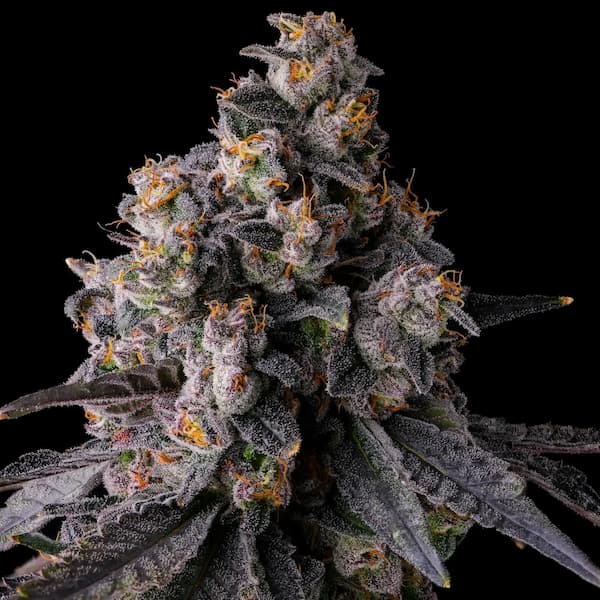 Rainbow Guavé Samen > Compound Genetics Seeds | Feminisierte Hanfsamen  |  Hybrid