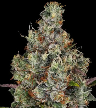 Rainbow Road > Paradise Seeds | Feminized Marijuana   |  Sativa