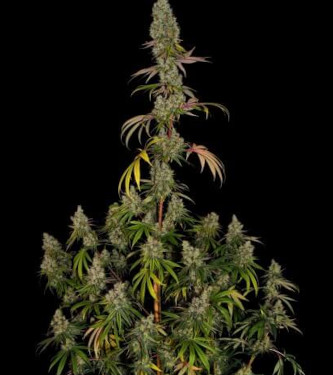 Rainbow Road > Paradise Seeds | Feminized Marijuana   |  Sativa