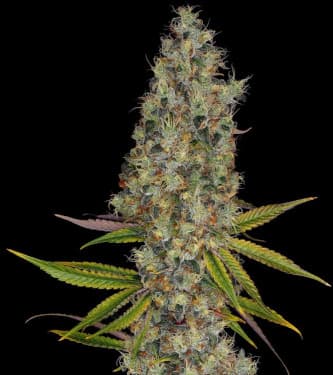 Rainbow Road > Paradise Seeds | Feminized Marijuana   |  Sativa