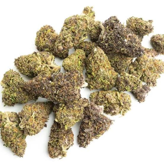 Rainbow Sherbert x Spritzer graines > Vision Seeds | Graines Féminisées  |  Sativa