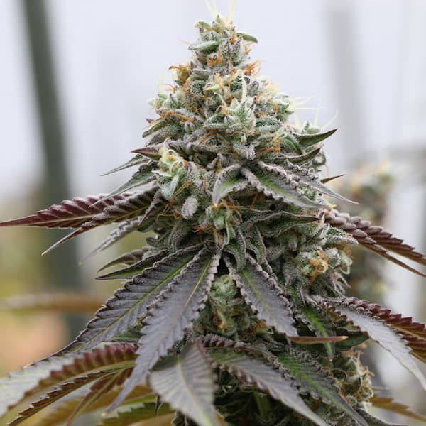 Rainbow Sherbert x Spritzer graines > Vision Seeds | Graines Féminisées  |  Sativa