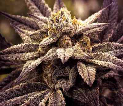 Rare Darkness > Rare Dankness Seeds | Regular Marijuana   |  Indica