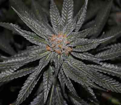 Rare Darkness > Rare Dankness Seeds | Graines Normal  |  Indica