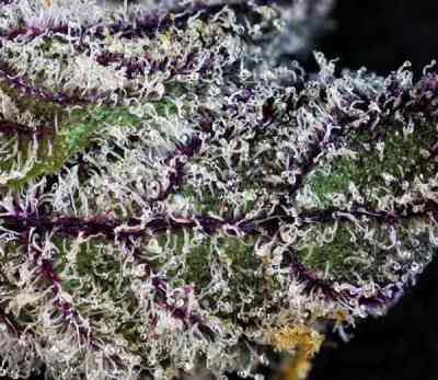 Rare Darkness > Rare Dankness Seeds | Reguläre Hanfsamen  |  Indica