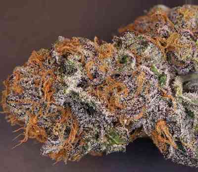 Rare Darkness > Rare Dankness Seeds | Regular Marijuana   |  Indica