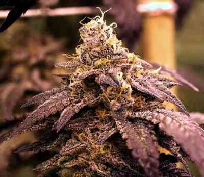 Rare Darkness > Rare Dankness Seeds | Regular Marijuana   |  Indica