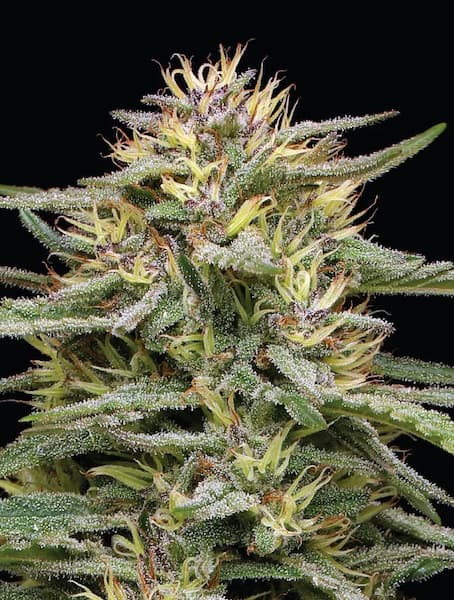 Raspberry Parfait > Humboldt Seed Company | Feminized Cannabis   |  Sativa