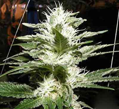 Raw Diesel > G13 Labs | Semillas feminizadas  |  Sativa