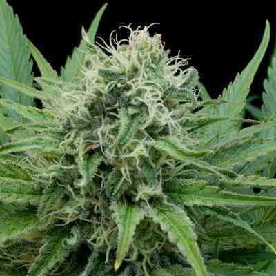 Raw Diesel > G13 Labs | Feminized Marijuana   |  Sativa