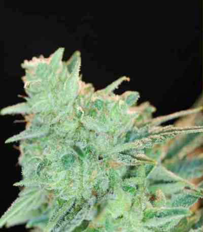 Rawdawg > Alphakronik Genes | Graines Normal  |  Indica