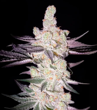 Razuberi > Green House Seed Company | Feminized Marijuana   |  Indica