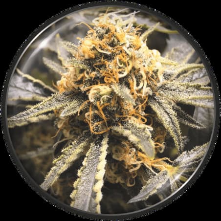Recovery CBD semilla > Medical Seeds | Semillas CBD  |  Híbrido