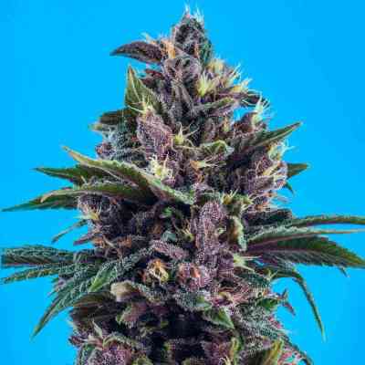 Red Afro > Tropical Seeds Company | Feminized Marijuana   |  Indica