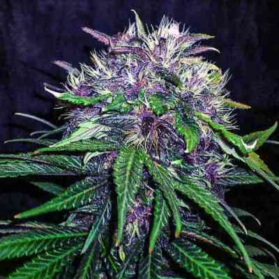 Red Afro > Tropical Seeds Company | Feminized Marijuana   |  Indica