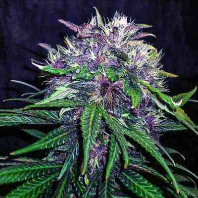 Red Afro > Tropical Seeds Company | Feminisierte Hanfsamen  |  Indica