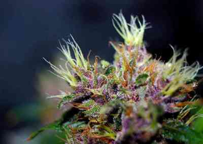 Red Afro > Tropical Seeds Company | Feminisierte Hanfsamen  |  Indica