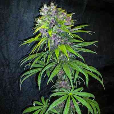 Red Afro > Tropical Seeds Company | Feminized Marijuana   |  Indica