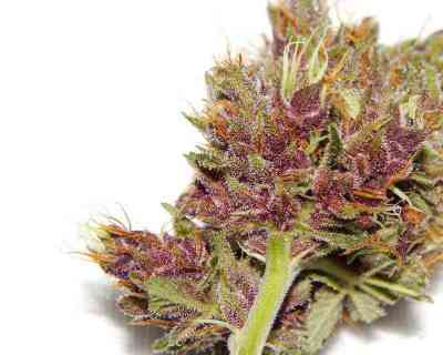 Red Afro > Tropical Seeds Company | Feminisierte Hanfsamen  |  Indica