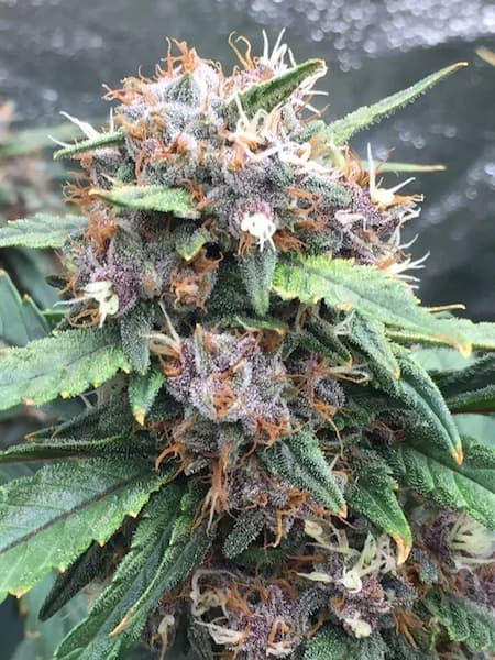 Red Banana Berry Seed > Growers Choice | Feminized Cannabis   |  Hybrid