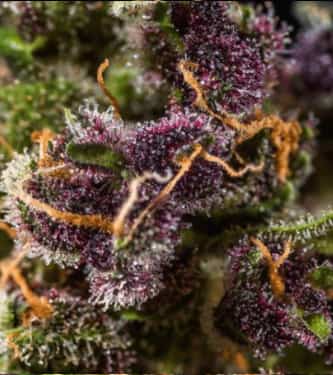 Red Chile Truffles > Hypno Seeds | Feminized Marijuana   |  hybrid