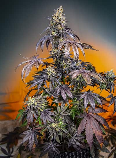 Red Gorilla Girl XL Auto > Sweet Seeds | Semillas autoflorecientes  |  Híbrido