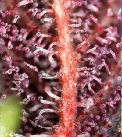 Red Hot Cookies > Sweet Seeds | Semillas feminizadas  |  Híbrido