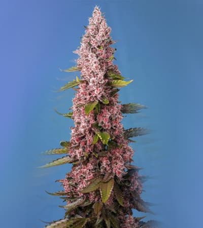 Red Hot Cookies > Sweet Seeds | Feminized Marijuana   |  hybrid