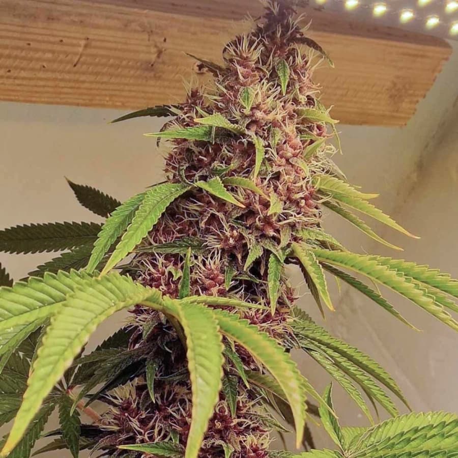 Red Kachina > Conscious Genetics | Feminized Cannabis   |  Indica