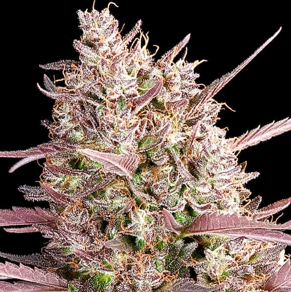Red Line graines > Anesia Seeds | Graines Féminisées  |  Indica