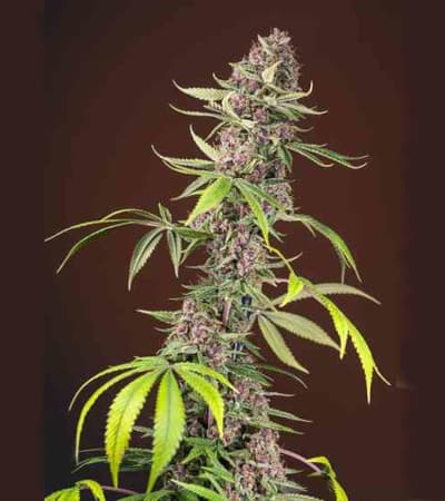 Red Mandarine F1 Fast Version > Sweet Seeds | Feminized Marijuana   |  hybrid