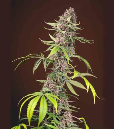 Red Mandarine F1 Fast Version > Sweet Seeds | Semillas feminizadas  |  Híbrido