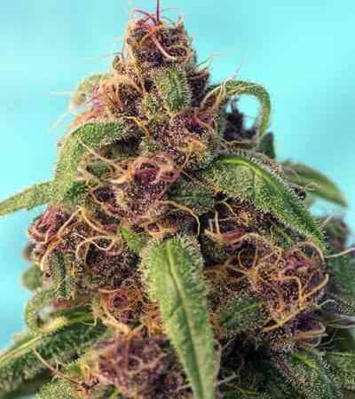 Red Mandarine F1 Fast Version > Sweet Seeds | Feminized Marijuana   |  hybrid