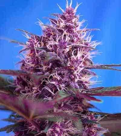 Red Poison Auto > Sweet Seeds | Autoflowering Cannabis   |  Hybrid