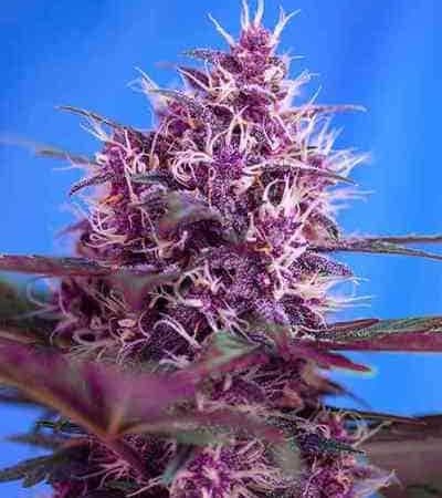 Red Poison Auto > Sweet Seeds | Graines Autofloraison  |  Hybride