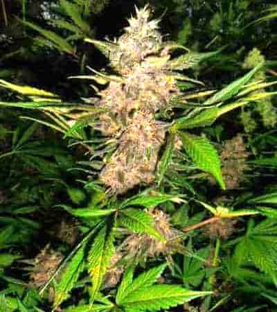 Red Poison Auto > Sweet Seeds | Autoflowering Cannabis   |  Hybrid