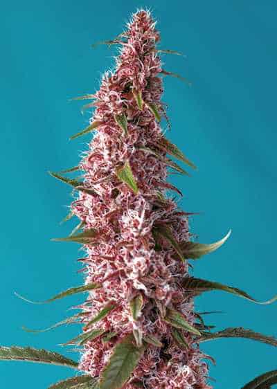 Red Pure Auto CBD > Sweet Seeds | Medical cannabis seeds (CBD)  |  Hybrid