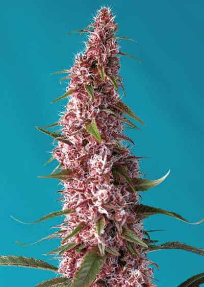 Red Pure Auto CBD > Sweet Seeds | CBD Hanfsamen  |  Hybrid