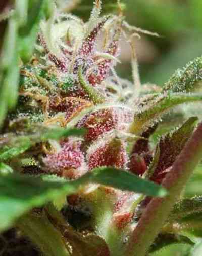 Red Purps > Female Seeds | Feminisierte Hanfsamen  |  Indica