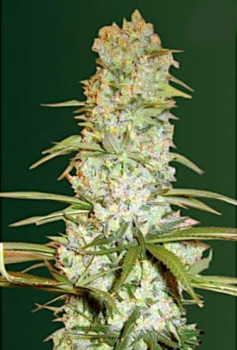 Red Russian XXL > Victory Seeds | Feminized Marijuana   |  Indica